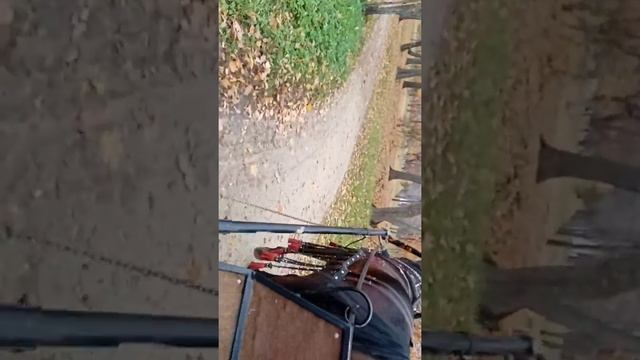 Гоша катается в карете 19 века на лошади. смотреть онлайн