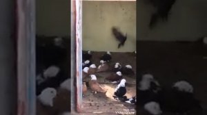 "" ГОЛУБИ БЛАГОДАРНЕНСКИЕ "" В ДИВНОМ