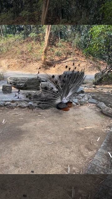 flaunting it #peacocks смотреть онлайн