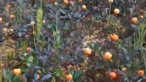 природа Севера России.. МОРОЖКА