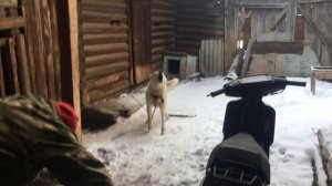 рассказ о собаках
#охота