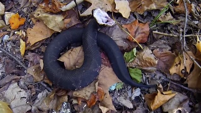 Cottonmouth 2014 смотреть онлайн