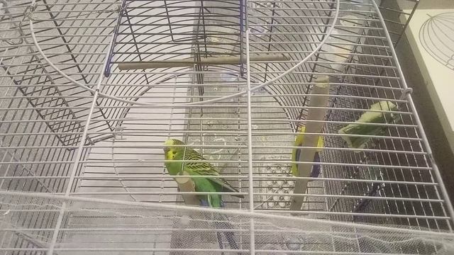 the попугаи часть 7 - дома у попугаев смотреть онлайн