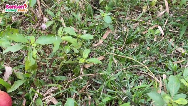 Little Baby monkey Bon Bon rescues rabbit and harvests fruit смотреть онлайн
