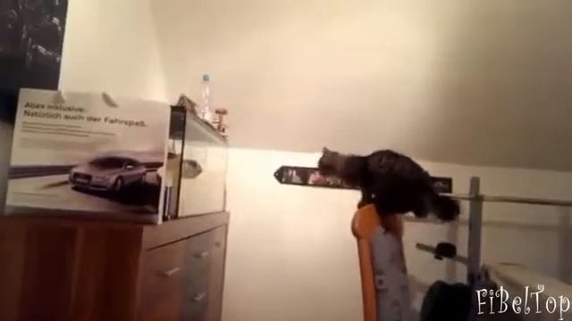 Кошки неудачно прыгают Прикольное видео смотреть онлайн