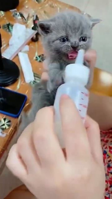 It's time to feed my little baby | Cute and Funny pets #shorts смотреть онлайн