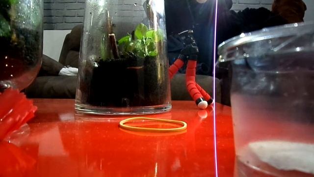 Nouvelle espèce Phyllocrania paradoxa смотреть онлайн