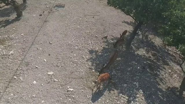 Канатная дорога, Сафари-парк, Гленджик, прогулка косуль смотреть онлайн