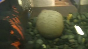 Астранотус тигровый. Барсик был недоволен гостям с камерой. съёмка из аквариума