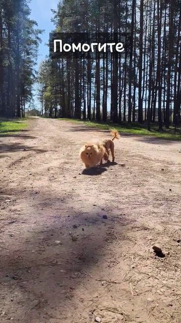 Нападение зверя на собачку #puppy #shorts смотреть онлайн