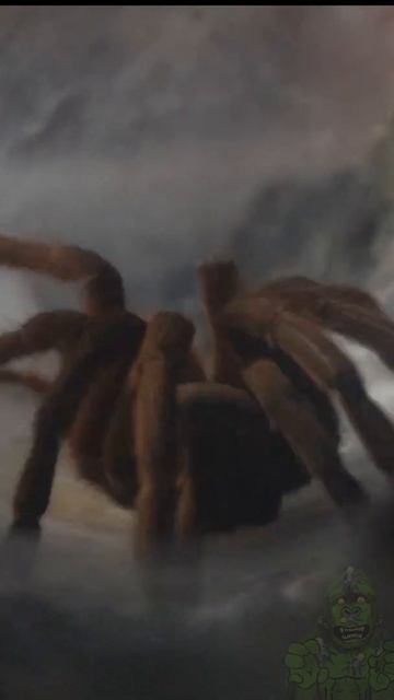 #Shorts TARANTULA laying EGG SAC! смотреть онлайн