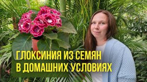 Глоксиния из семян в домашних условиях