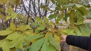 Дегустация нового сорта азимины из своих семян - размер, вкус и вес