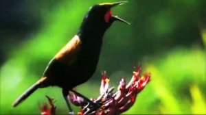 Пение птиц, синхронизированное с оперой Моцарта "Волшебная флейта"!..