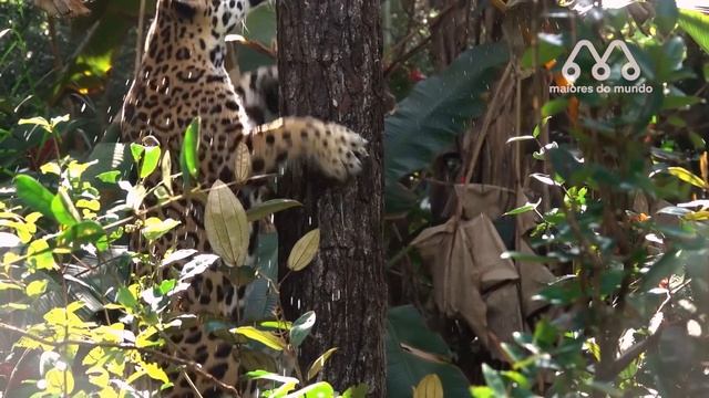 ONÇAS COMENDO VACA NO PANTANAL смотреть онлайн