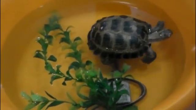 Мой удивительный питомец смотреть онлайн