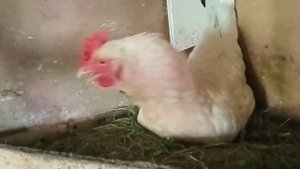 Курица кудахчет