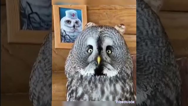 прикольные 😍 зверушки 😍