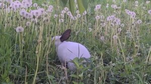 Маленький Заяц