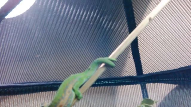 Chama Chama charma catch a fly смотреть онлайн