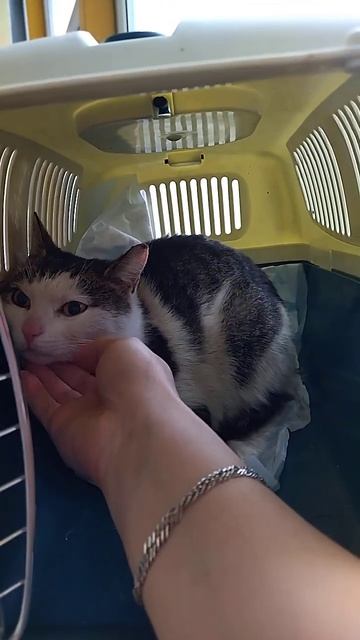 Кисушка ищет дом смотреть онлайн