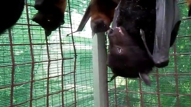 Grey, Black, And Red Flying Fox Bats Eating Grapes And Hanging Out. смотреть онлайн