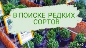 В СТРОИТЕЛЬНЫХ МАГАЗИНАХ ВСТРЕЧАЮТСЯ РЕДКИЕ СОРТА МОЖЖЕВЕЛЬНИКОВ. 22.08.2023г.