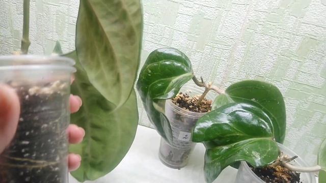Hoya Sarawak Pink Flowers. Продажа.