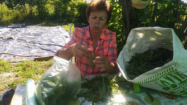 Как быстро собрать иван-чай и подготовить его к ферментации. смотреть онлайн