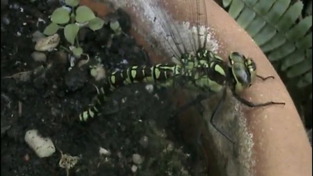 Libélula poniendo huevos por Bonavebe. смотреть онлайн