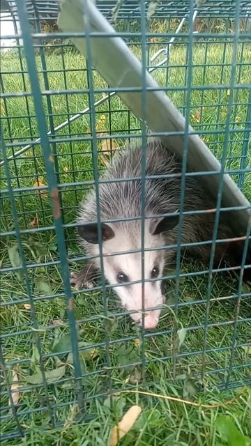 🐀🐀🐀🐀🐀 Possum Removal 🐀 Trapper Mike NWCO 38 🐀🐀🐀🐀🐀 смотреть онлайн