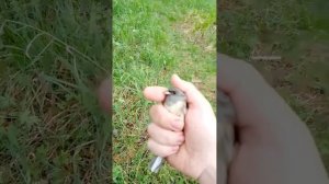 ловля седоголовой овсянки