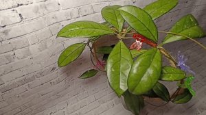 Хойя Крассиопетиолата. (Hoya Crassipetiolata)