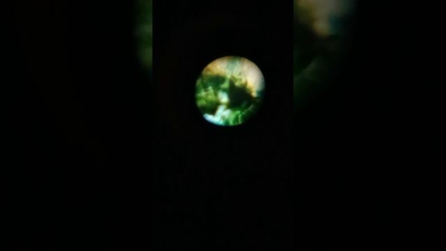 вещи под микроскопом смотреть онлайн