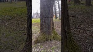 ЧЕРЕШЧАТЫЙ ДУБ РЕДКОЕ ДЕРЕВО