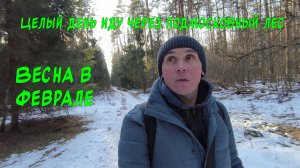 Поход-прогулка по подмосковному лесу.