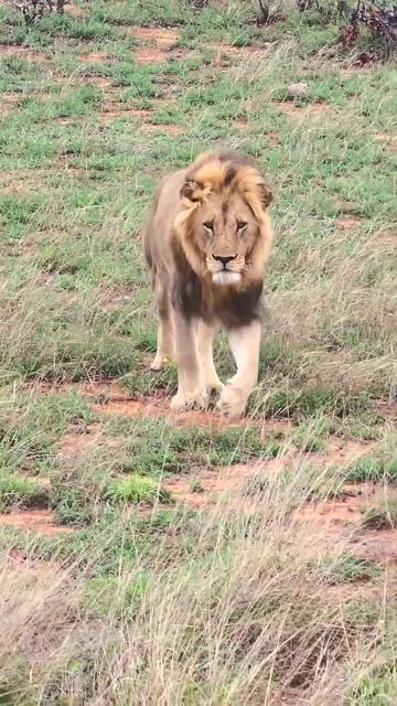Lion male sighting in the Kruger Park смотреть онлайн