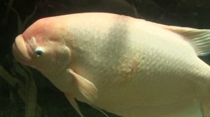 The giant gourami - гигантский гурами - 3D - Palm House Lodz Poland