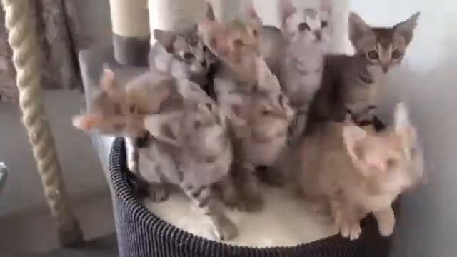 Смешные кошки смотреть онлайн