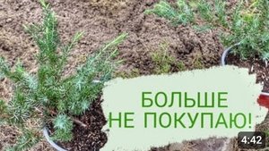 БОЛЬШЕ НЕ ПОКУПАЮ МОЖЖЕВЕЛЬНИКИ ИЗ ЖАЛОСТИ