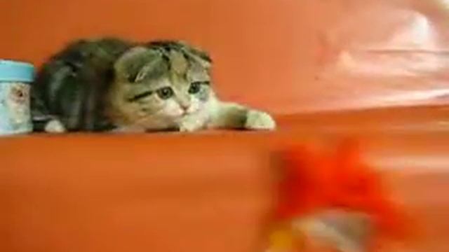 DOLCE GATTO ANOTHER GIRL смотреть онлайн