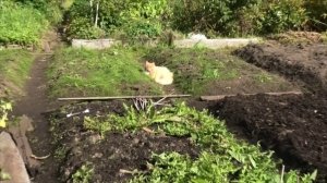 9-10 09 2021г лук . картофель. Рыжик на прогулке .