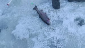 Голицыно Fish, запуск 300 кг