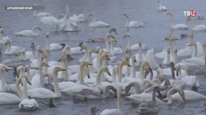 Более тысячи лебедей прилетели на зимовку в Алтайский край / События на ТВЦ