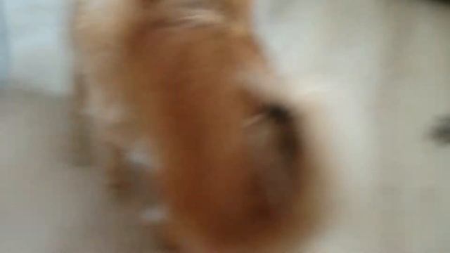 Собаки танцеваки смотреть онлайн