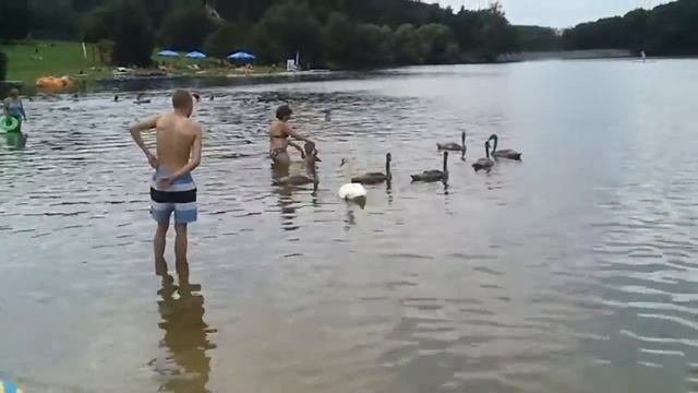 Маленкие дети и малекие лебеди в Праге.