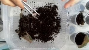 Листик сгнил, а что осталось?