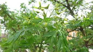 Acer platanoides 'Dissectum' javor mléčný mléč