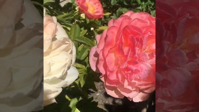 Пион Корал Сансет (Coral Sunset) смотреть онлайн