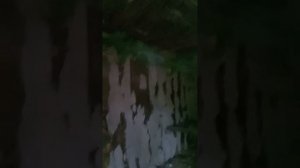Как избавится и предотвратить появление паразитов(блох) в курятнике и на курах.